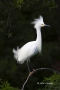 Snowy-Egret;Breeding-Plumage;Egret;Egretta-thula;one-animal;close-up;color-image